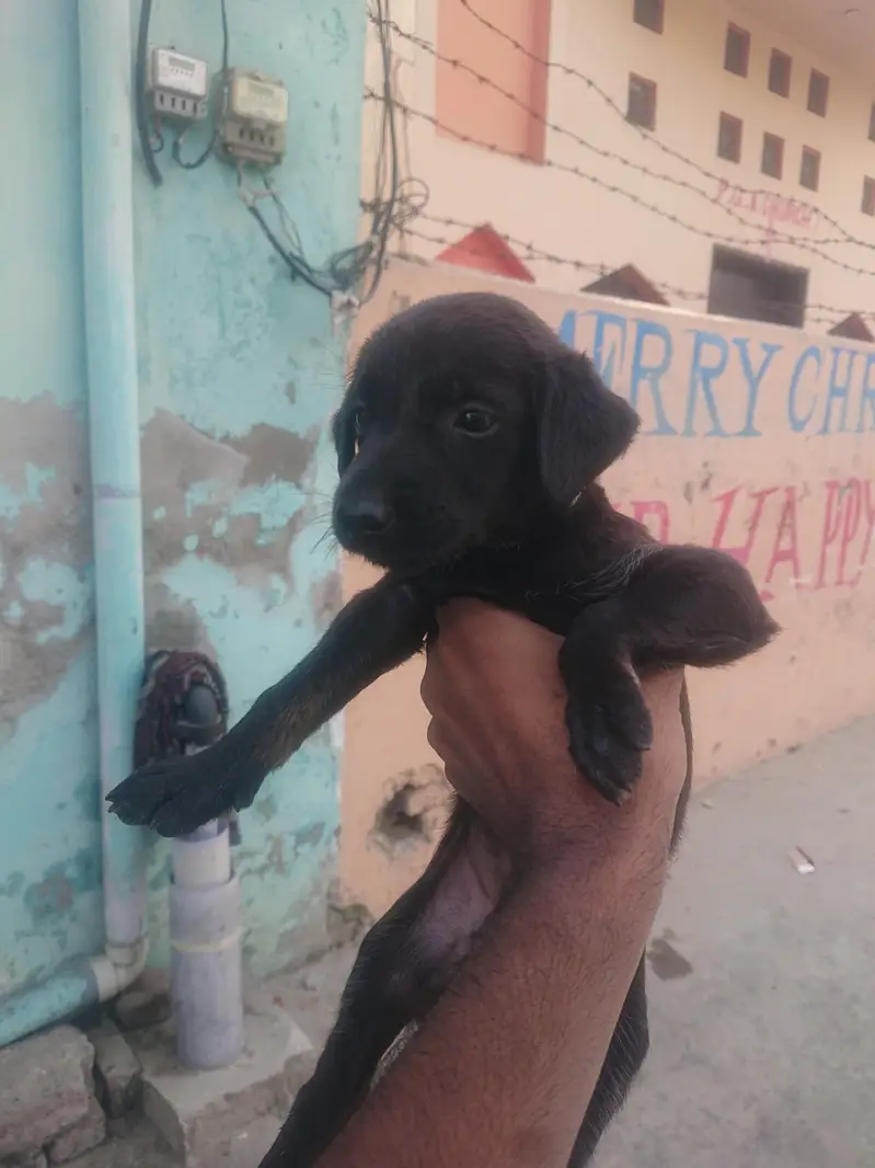 labradoodle puppy — photo 4