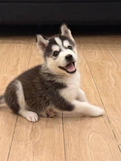 Siberian Husky for adoption