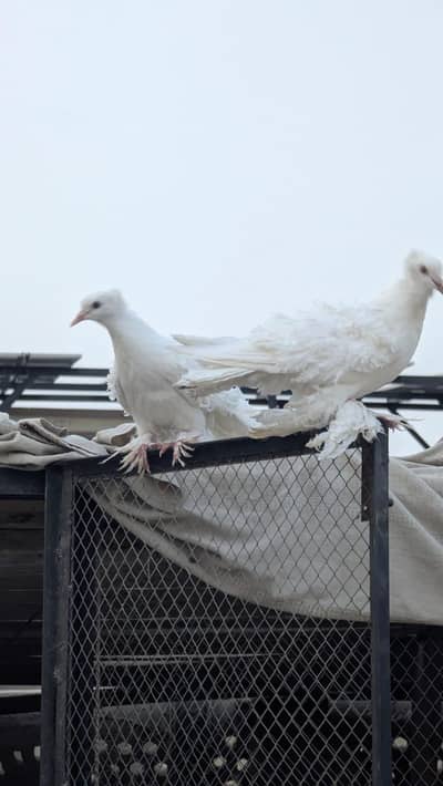 Frill back white pigeon's