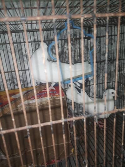laka pigeon for sale