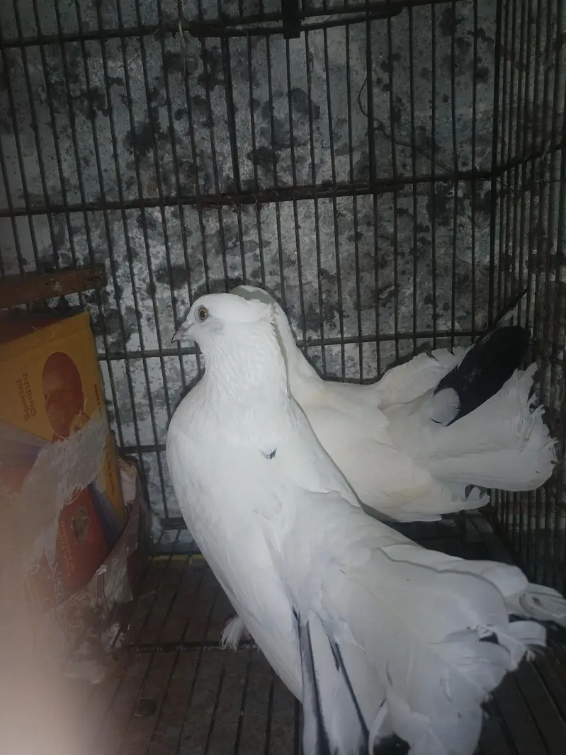 laka pigeon for sale — photo 2
