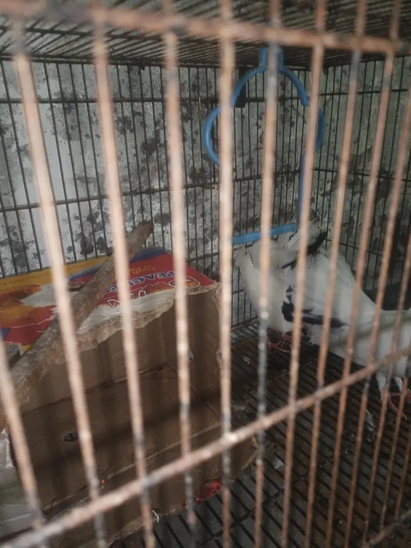 laka pigeon for sale — photo 3