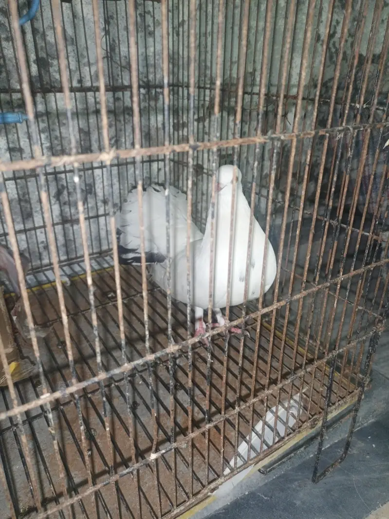 laka pigeon for sale — photo 4