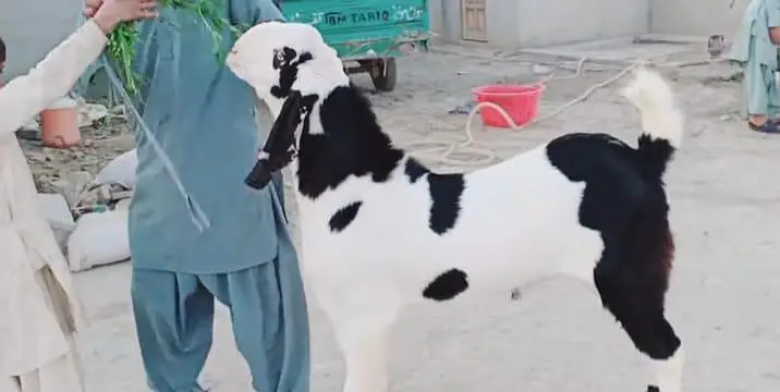 Bakra available for sale call me+03230718297 — photo 3