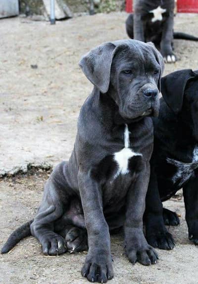 cane Corso imported pedigree pups available location Karachi