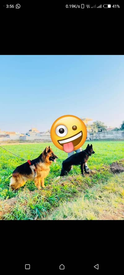 German shepherd