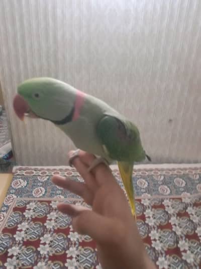 Hand Tam kashmiri the parrot family birds