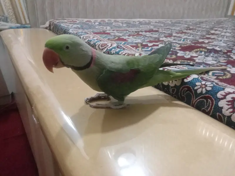 Beautiful Green Parrots Pair Available – Healthy & Active — photo 2