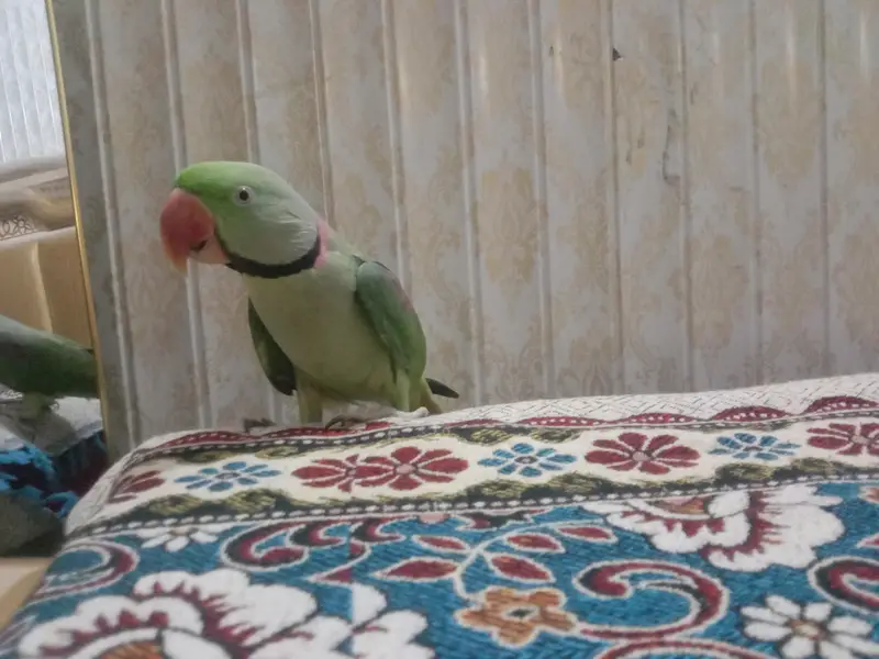 Beautiful Green Parrots Pair Available – Healthy & Active — photo 3