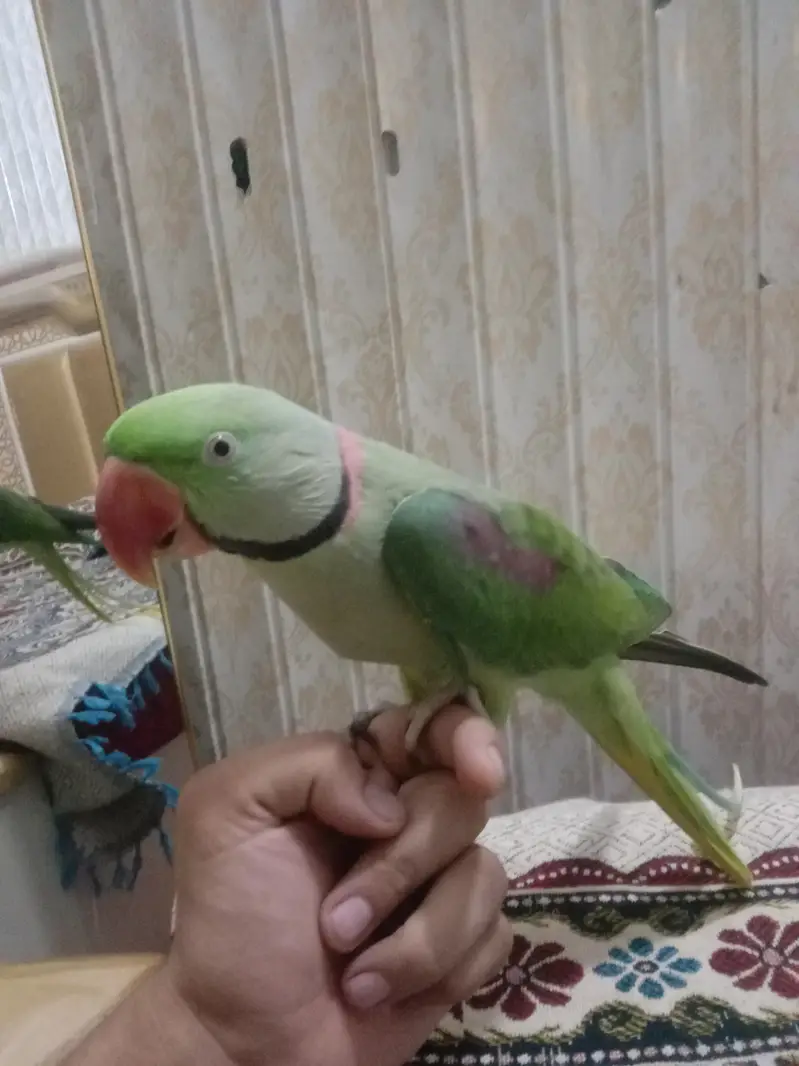 Beautiful Green Parrots Pair Available – Healthy & Active — photo 4