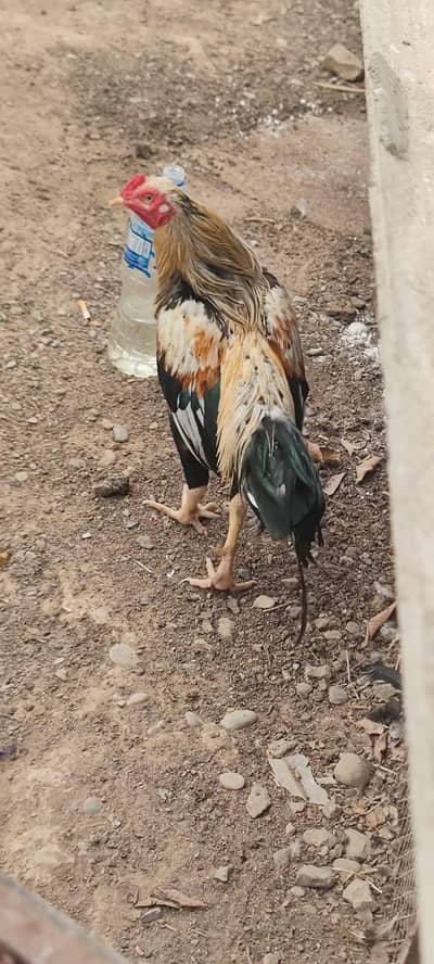 pure aseel java murgha for sale