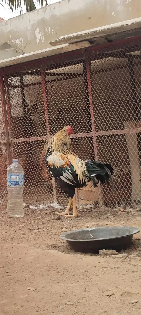 pure aseel java murgha for sale — photo 3