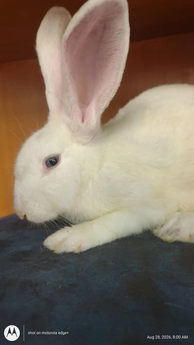Rabbit's for Sale