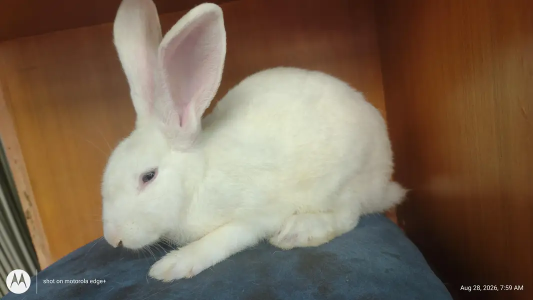 Rabbit's for Sale — photo 2