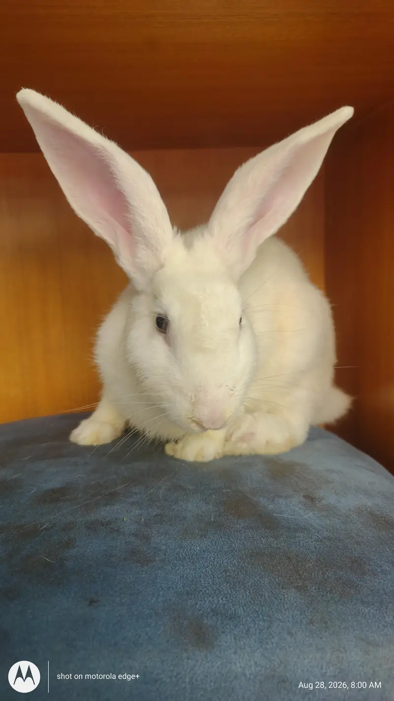 Rabbit's for Sale — photo 3