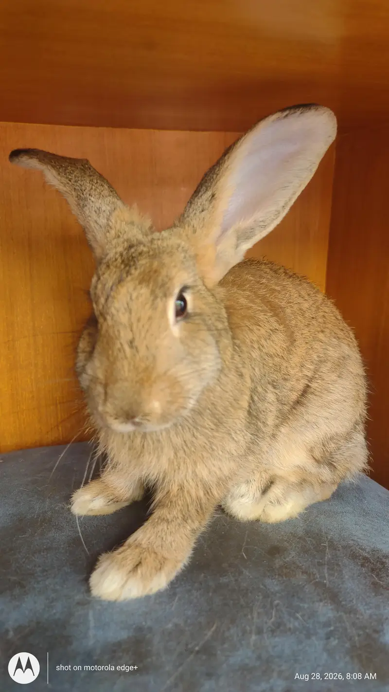 Rabbit's for Sale — photo 4