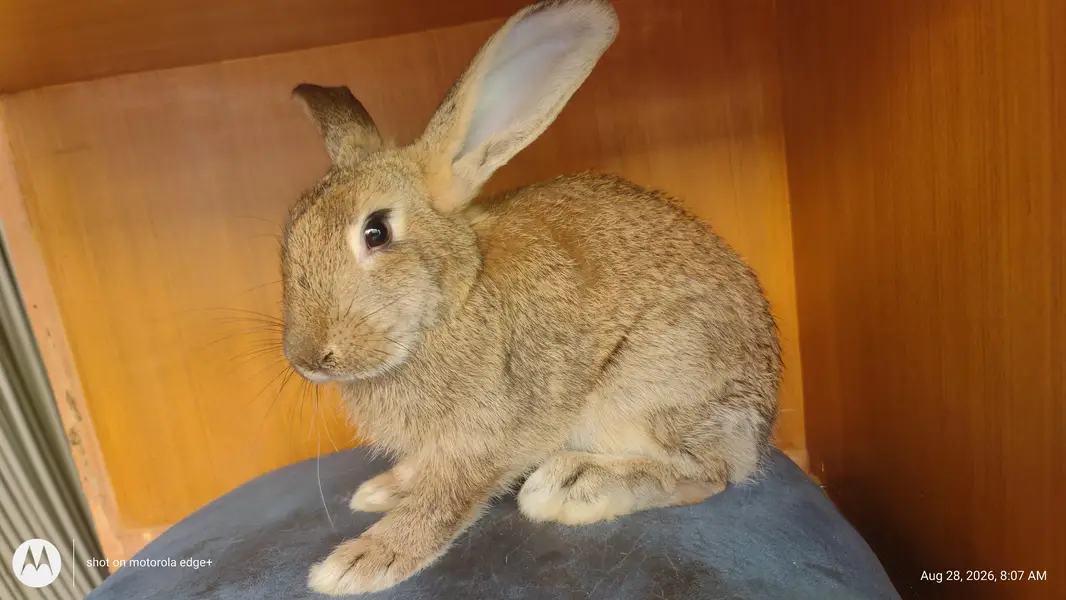 Rabbit's for Sale — photo 5