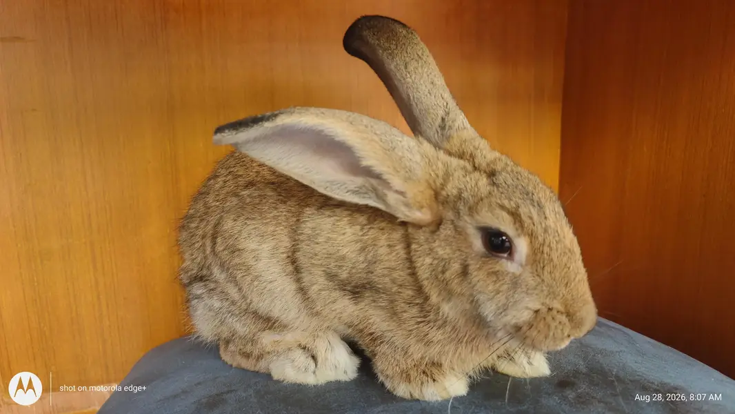 Rabbit's for Sale — photo 6