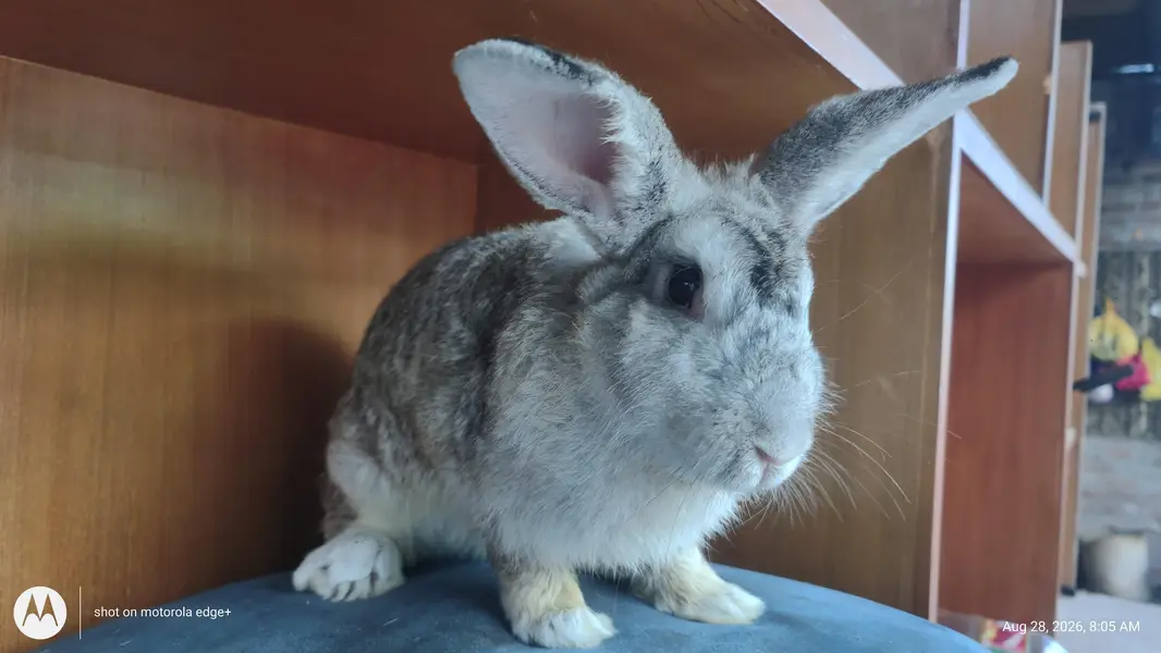 Rabbit's for Sale — photo 7