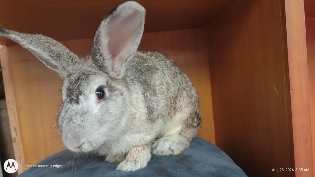 Rabbit's for Sale — photo 8