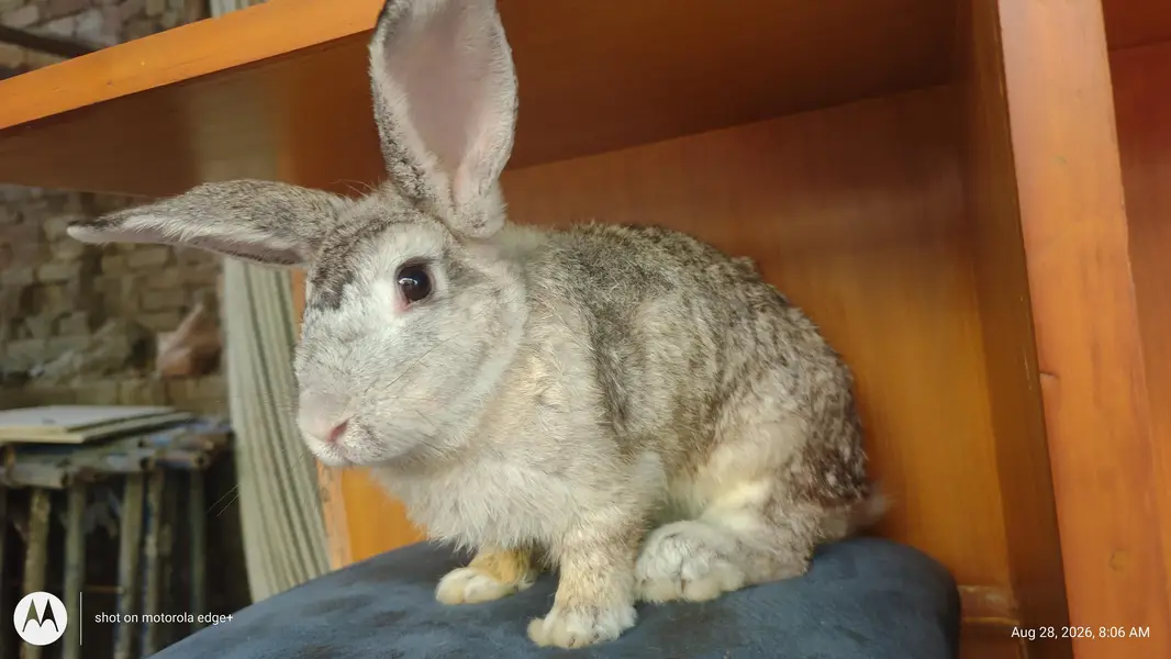 Rabbit's for Sale — photo 9