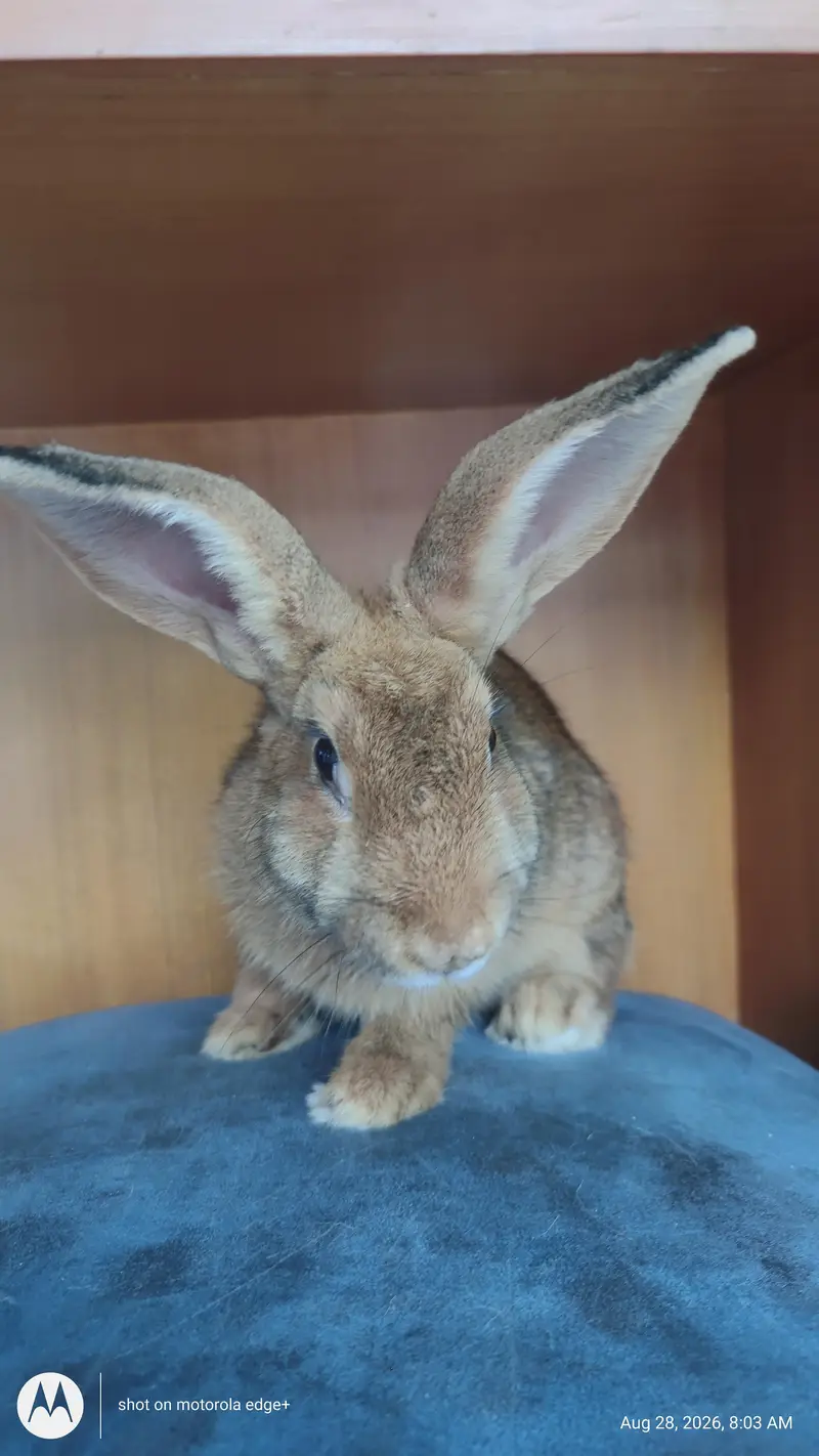 Rabbit's for Sale — photo 10