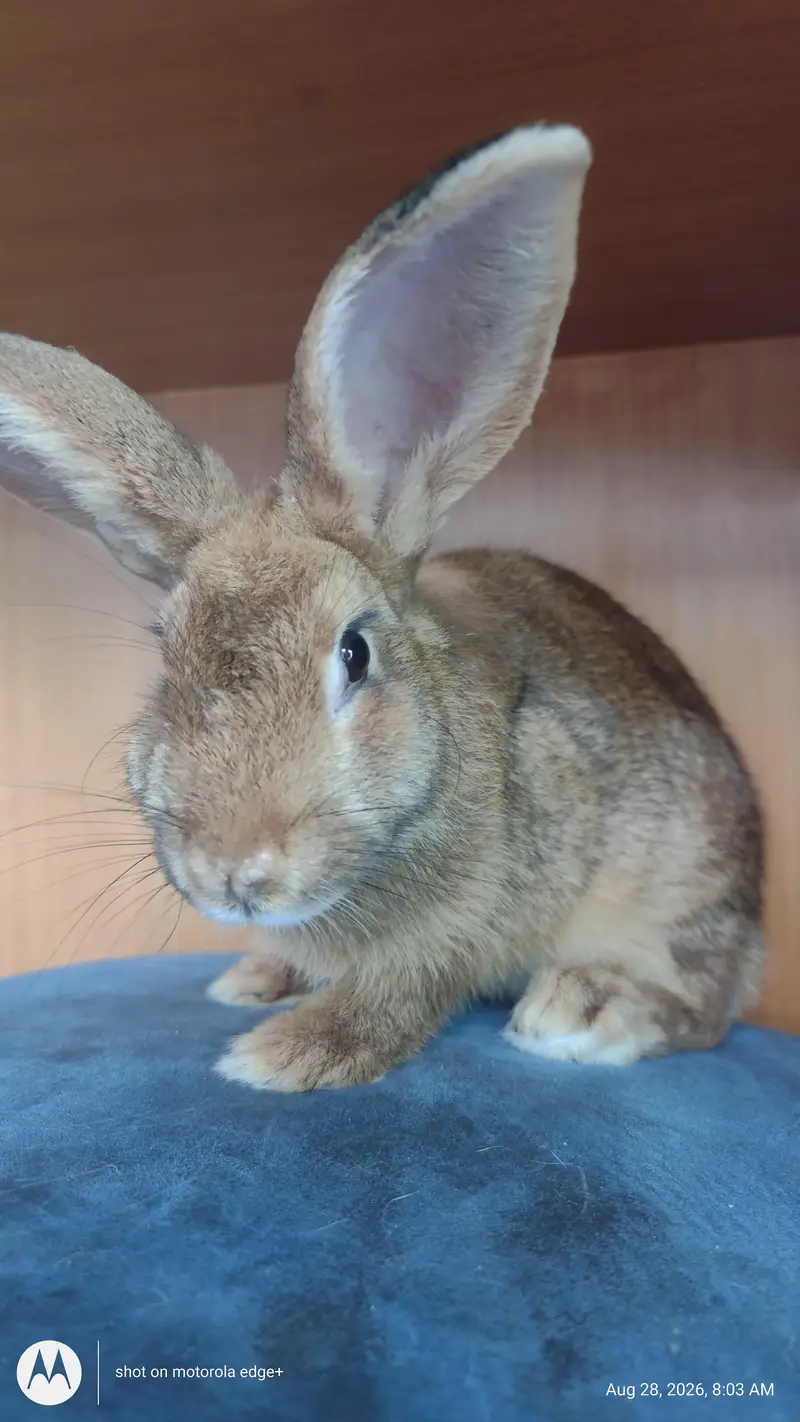 Rabbit's for Sale — photo 11