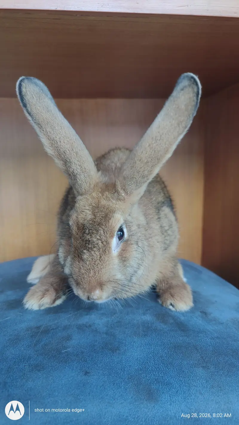 Rabbit's for Sale — photo 12