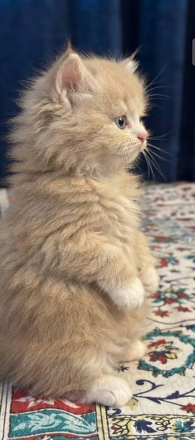 premium quality male  kitten