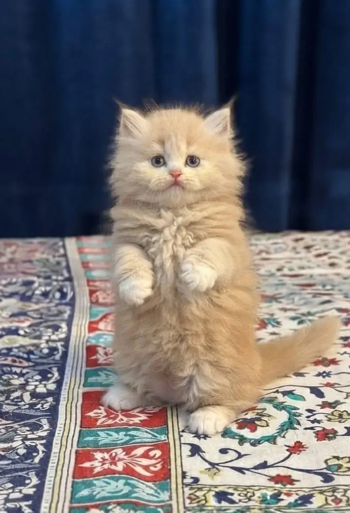 premium quality male  kitten — photo 2