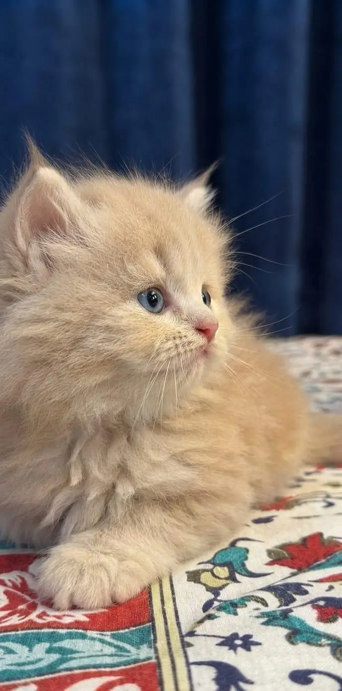 premium quality male  kitten — photo 3