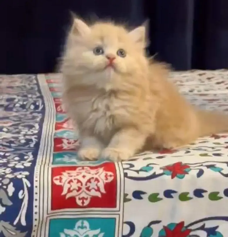 premium quality male  kitten — photo 4