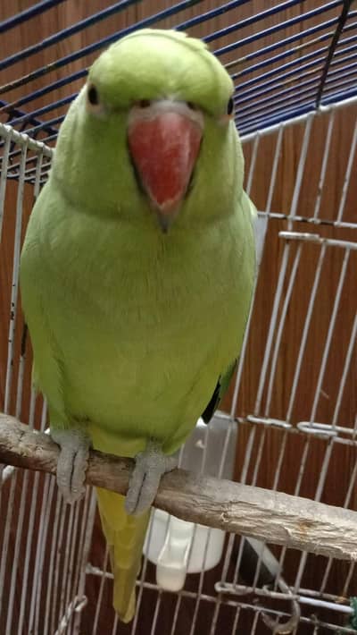 parrot