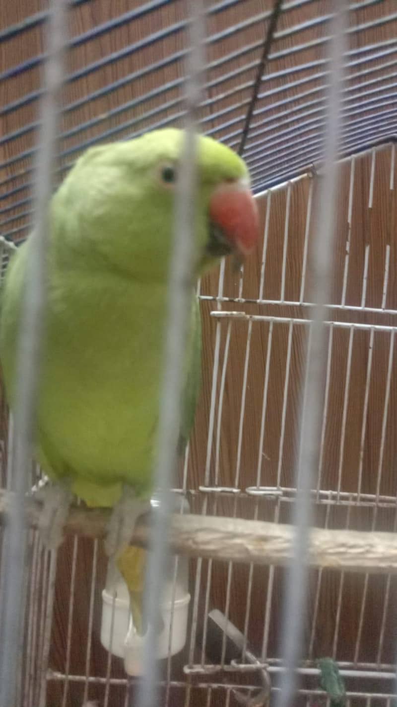 parrot 1