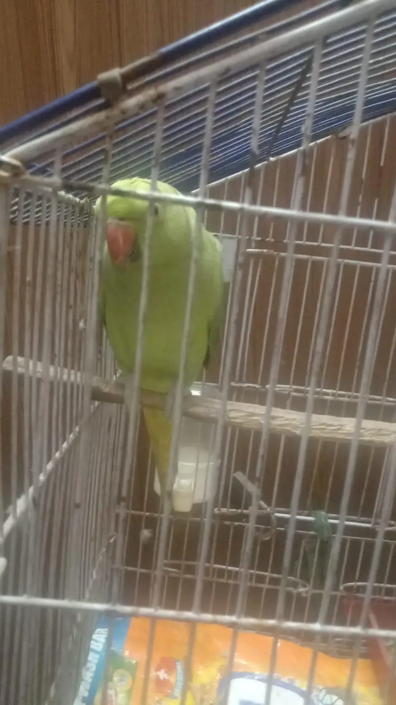 parrot — photo 3