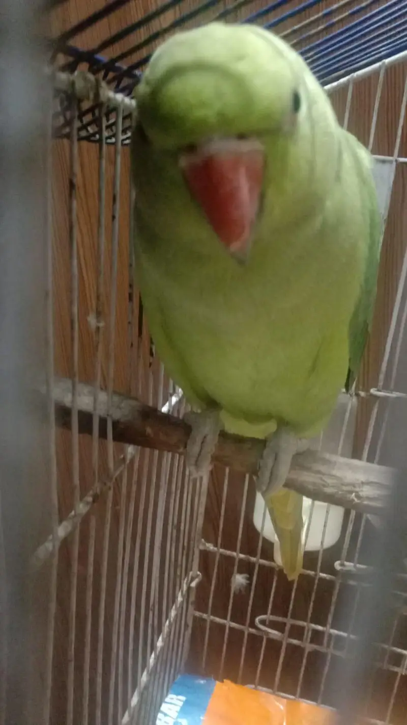 parrot — photo 4