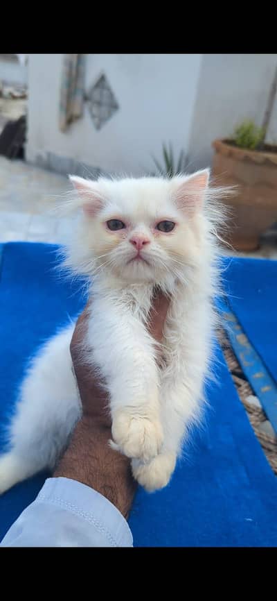 All Cats And Kittens Aviabale