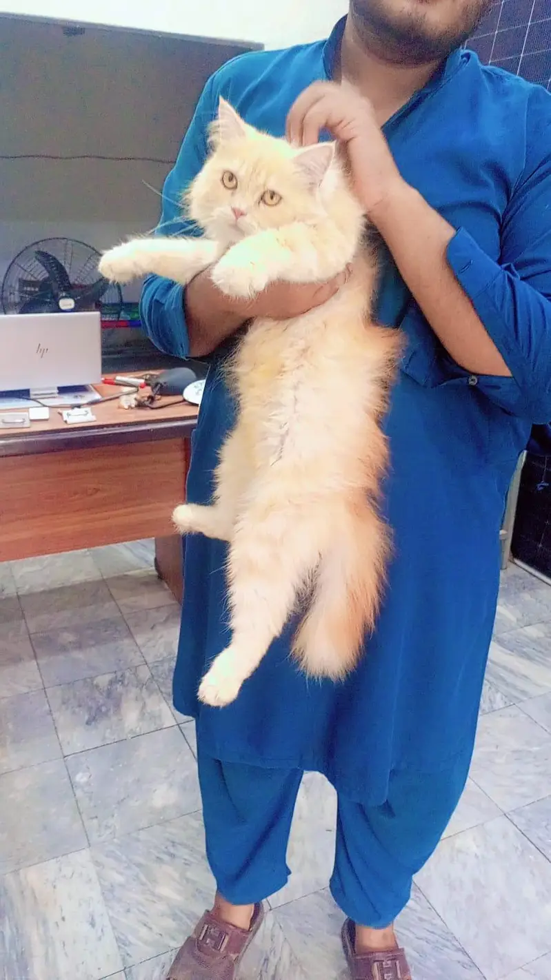 All Cats And Kittens Aviabale — photo 4