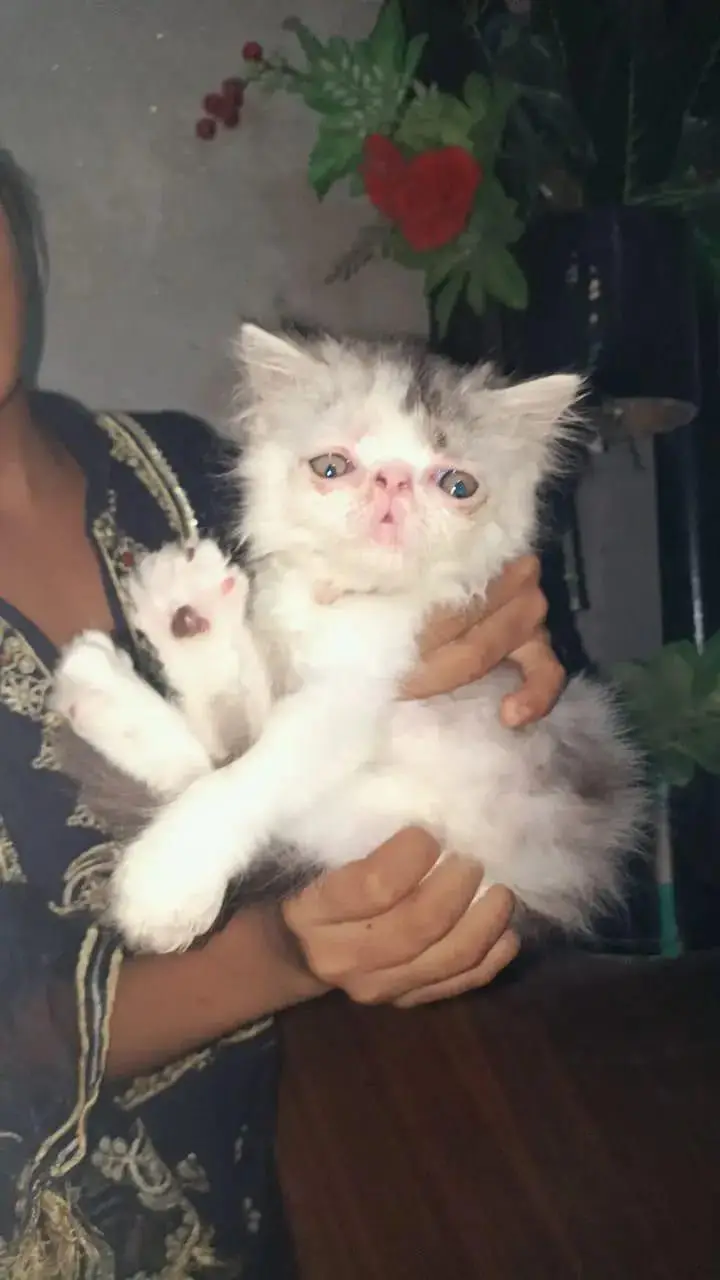 All Cats And Kittens Aviabale — photo 6