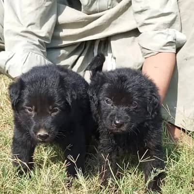 Black Shepherd Puppy Pair | Long Coat | gsd | Dog For sale | Puppies