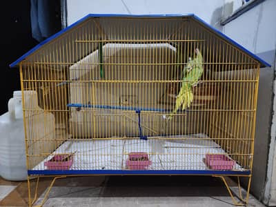 beautiful ringneck parrot new breeding pair