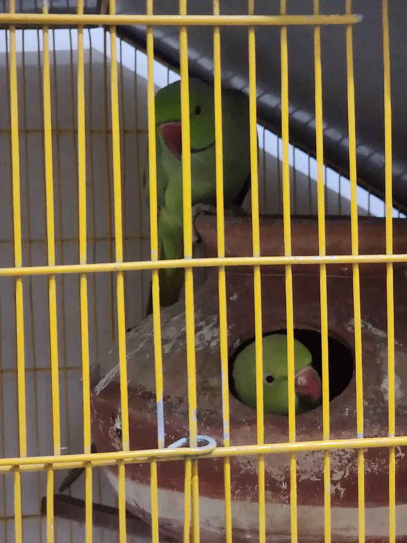 beautiful ringneck parrot new breeding pair — photo 2
