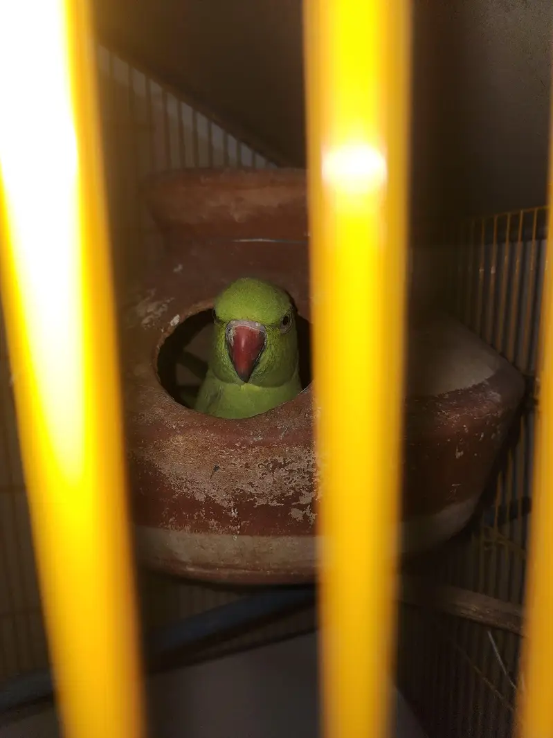 beautiful ringneck parrot new breeding pair — photo 3