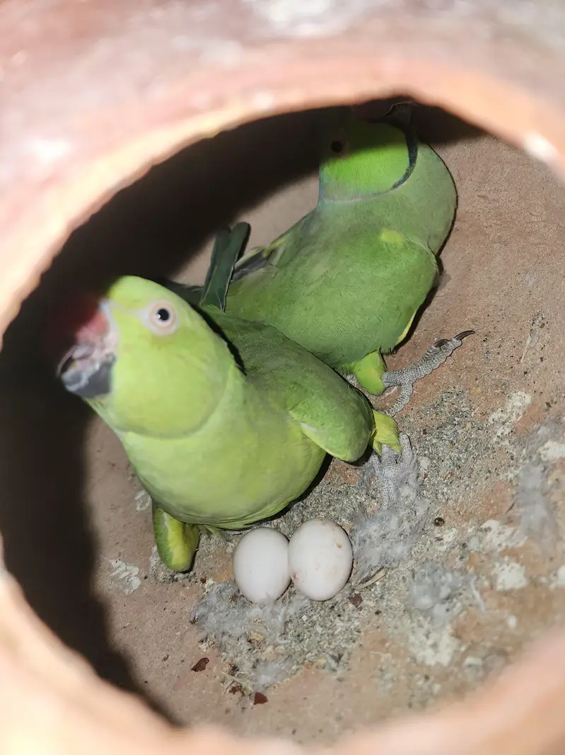 beautiful ringneck parrot new breeding pair — photo 4