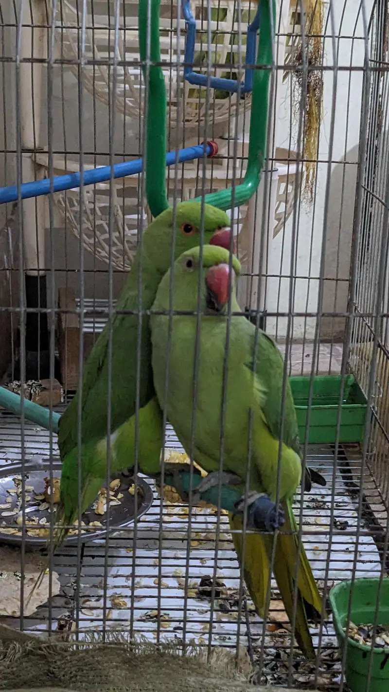 beautiful ringneck parrot new breeding pair — photo 5