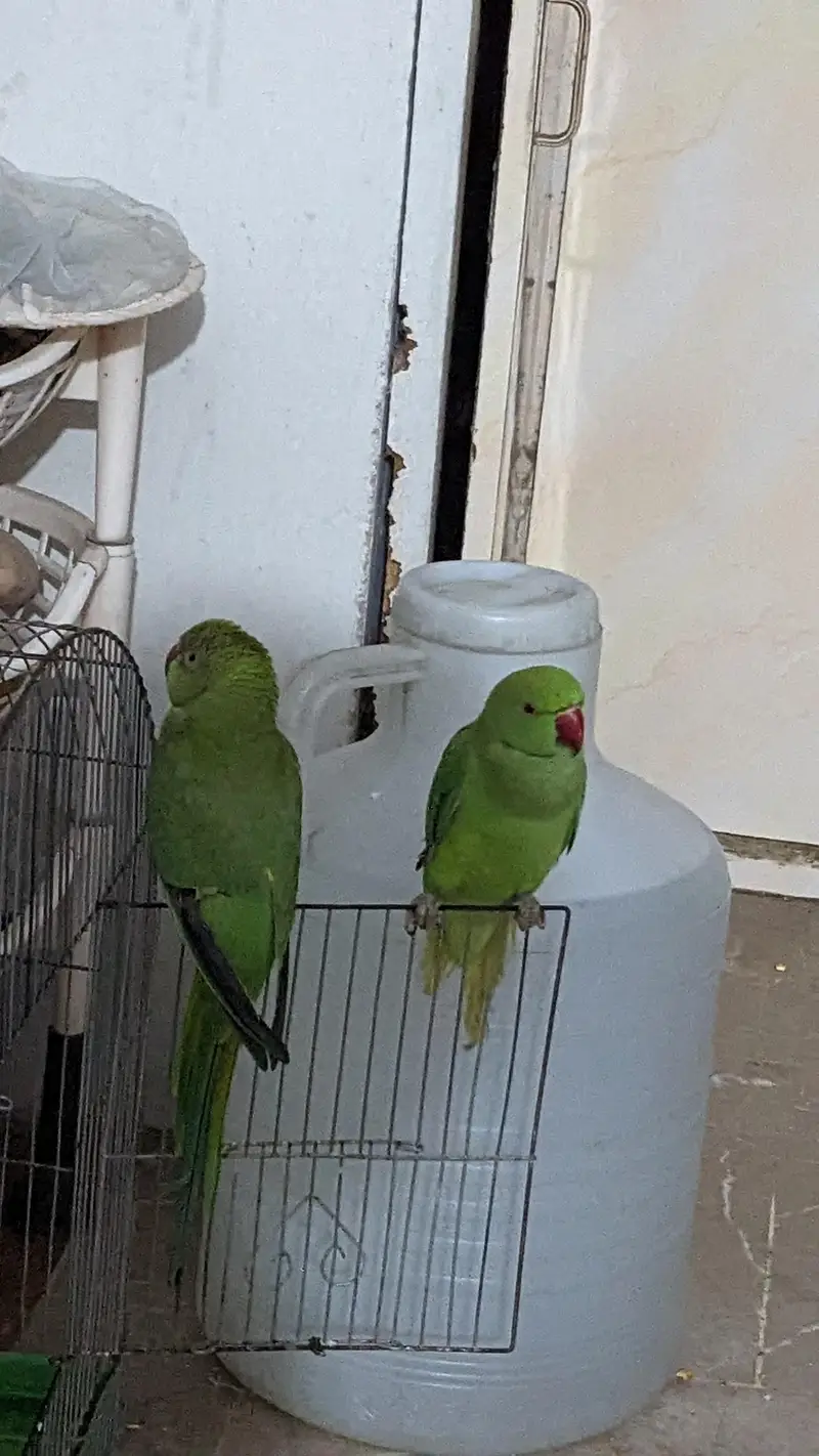 beautiful ringneck parrot new breeding pair — photo 6