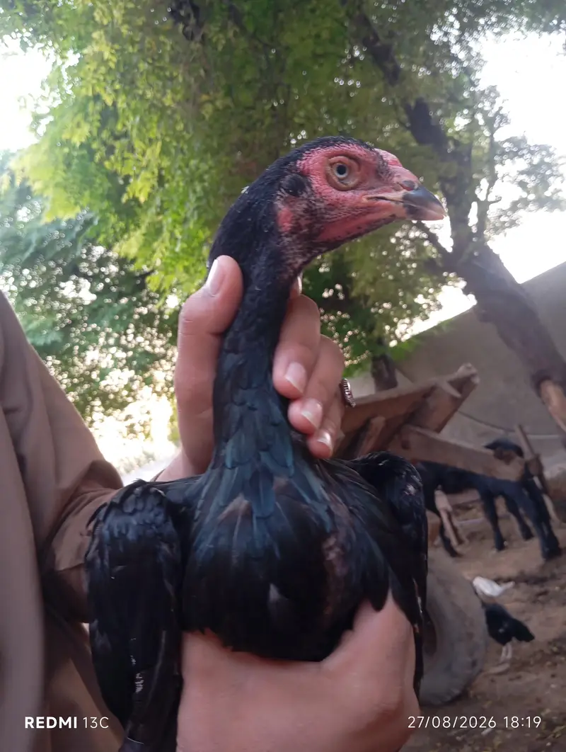 mian wali aseel — photo 2