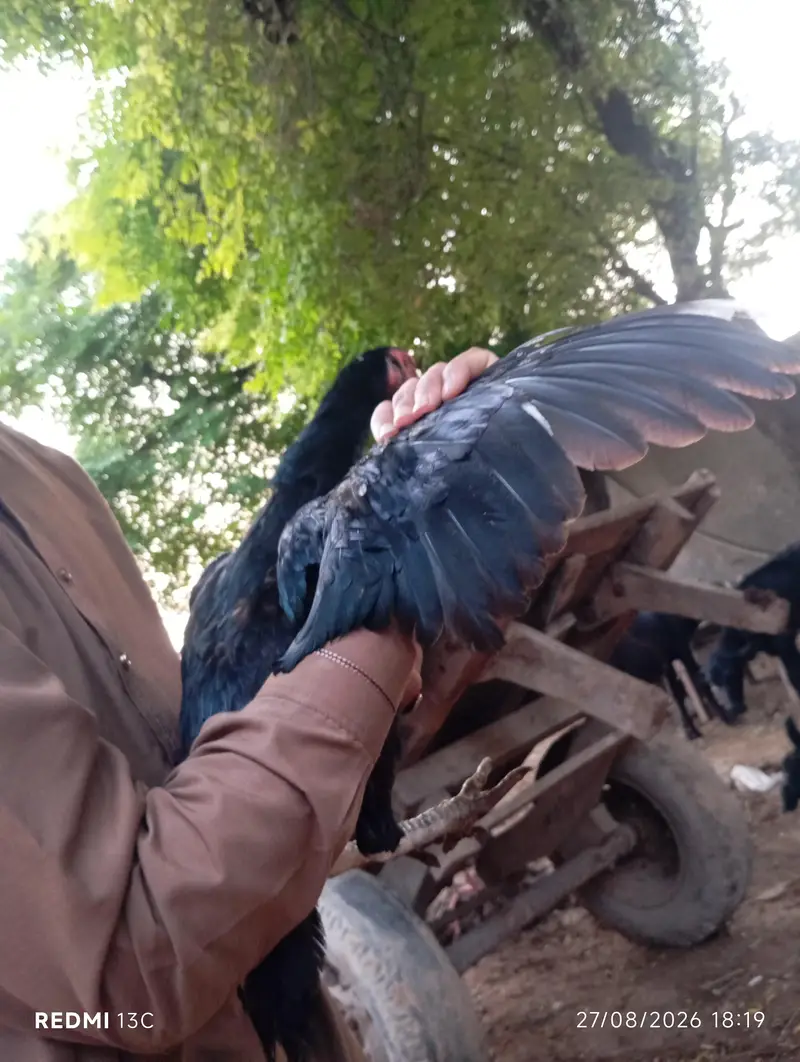mian wali aseel — photo 3
