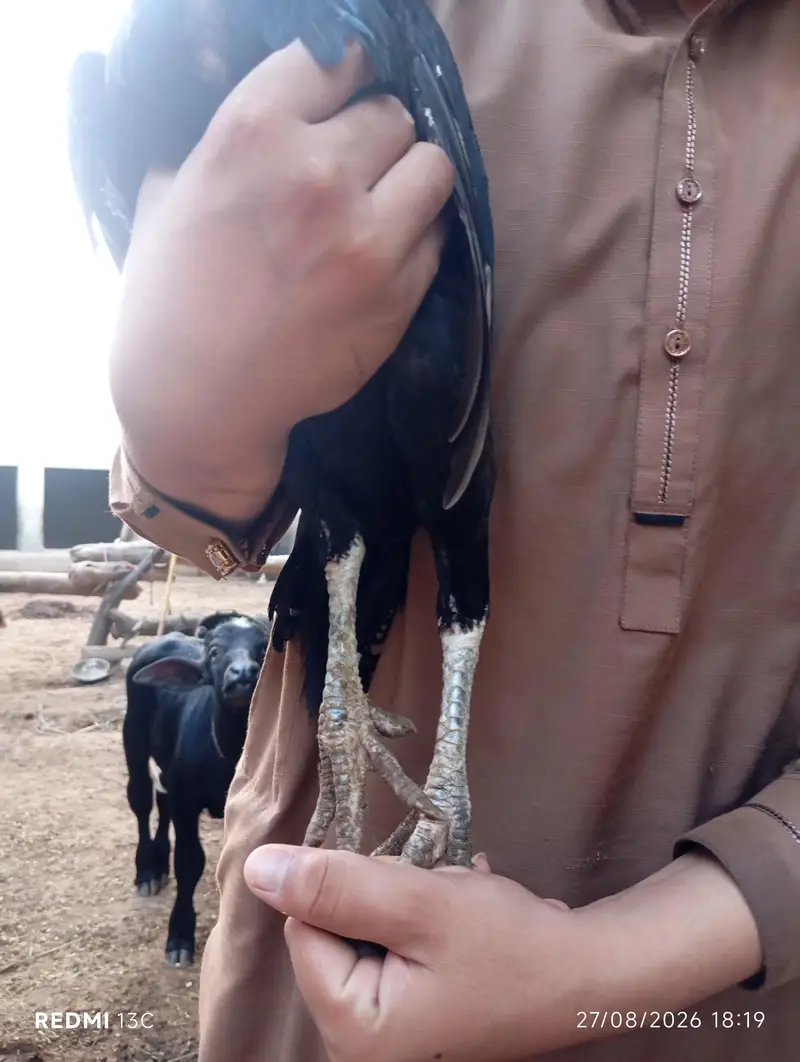 mian wali aseel — photo 4