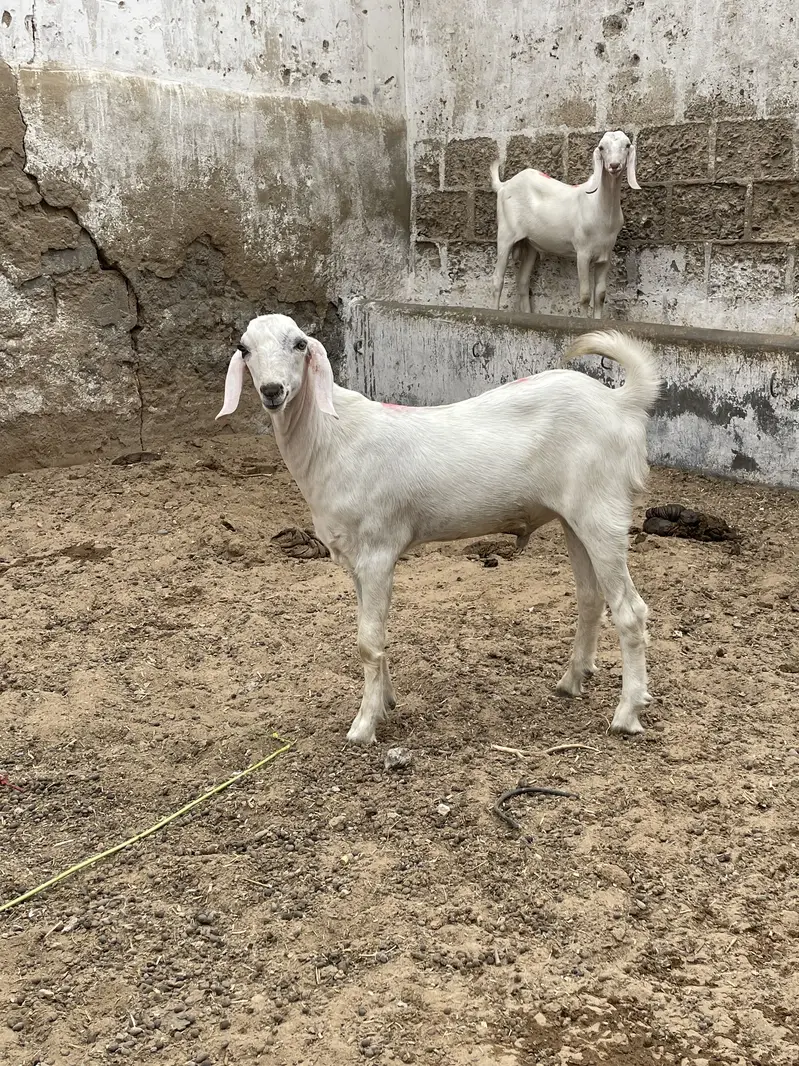 Top quality tapra male mid range for sale — photo 2